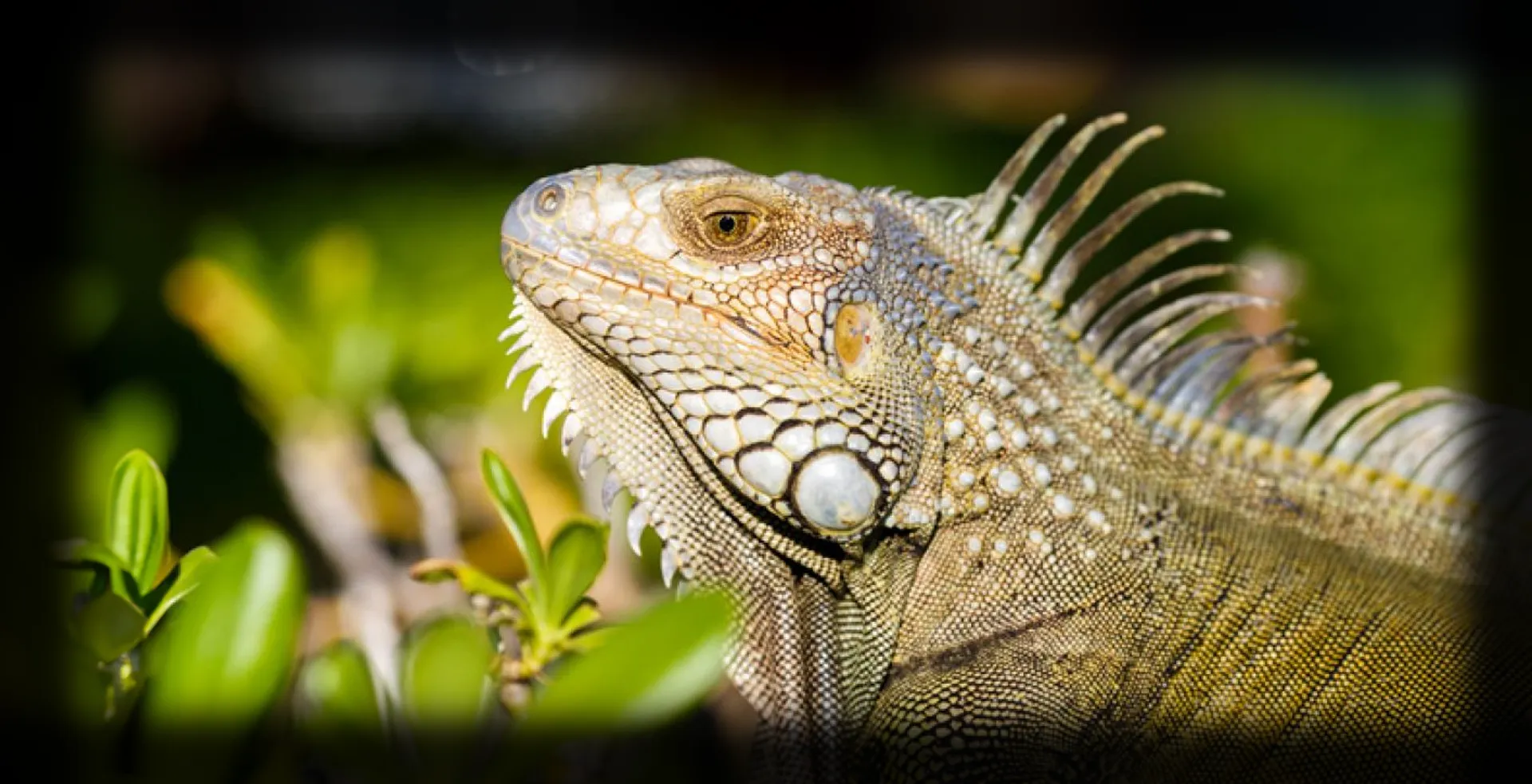Imagem de fundo de Iguana - Poytara